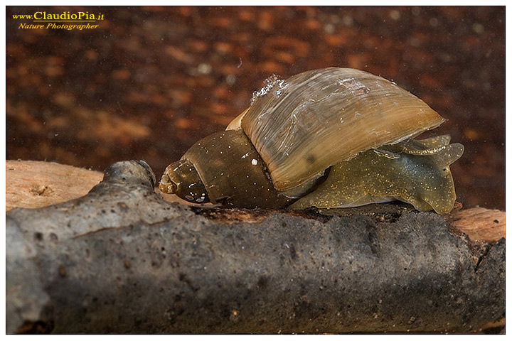 foto, rana temporaria, common frog, mating, eggs, deposizione, val d'aveto